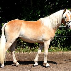 Haflinger Why Not  SOLGT