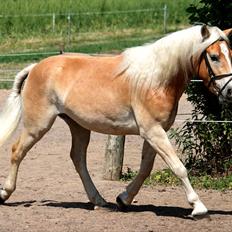 Haflinger Why Not  SOLGT