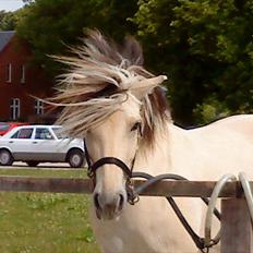 Fjordhest Højager's Lollypop [Tidl. passer]