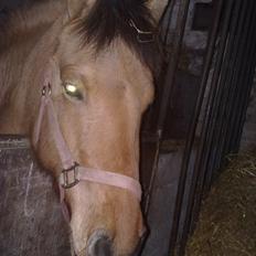 Anden særlig race My Darling