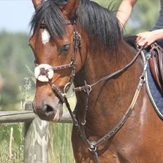 Dansk Varmblod Quite a lady