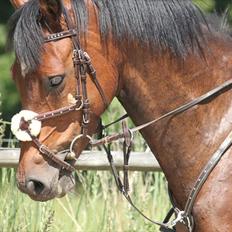 Dansk Varmblod Quite a lady