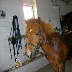 Islænder Goði fra Katulabo