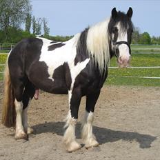 Irish Cob Troelsegårdens Mr OMalley
