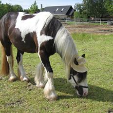 Irish Cob Troelsegårdens Mr OMalley