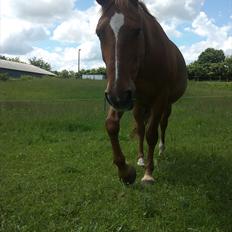 Anden særlig race Chico