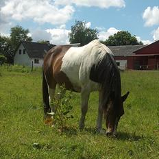 Anden særlig race Indi