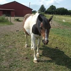 Anden særlig race Indi