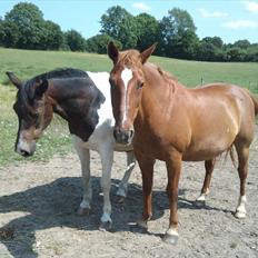 Anden særlig race Indi