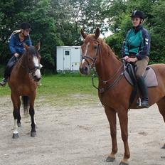 Hannoveraner Conelija