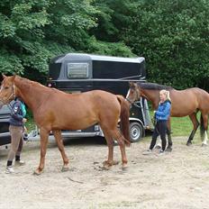 Hannoveraner Conelija