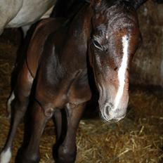 Dansk Varmblod LL Thorsager Ronaldinho