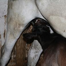 Dansk Varmblod LL Thorsager Ronaldinho