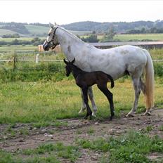 Dansk Varmblod LL Thorsager Ronaldinho