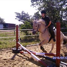 Fjordhest Rikke <3 i love you<3