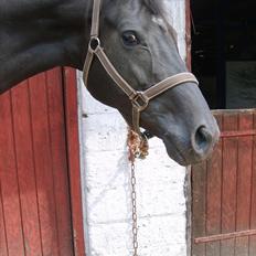 Anglo Araber (AA) Butterhill's Chanté