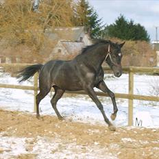 Anglo Araber (AA) Butterhill's Chanté