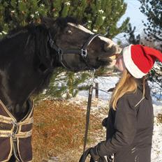 Welsh Cob (sec D) Dynamite Joy
