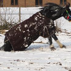 Welsh Cob (sec D) Dynamite Joy