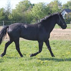 Anden særlig race | CHOPIN.