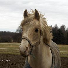 Palomino Yabadoo