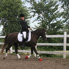 New Forest SG, Madonna<3 *Solgt*