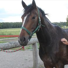 Anden særlig race Bøgedal's Fillipa