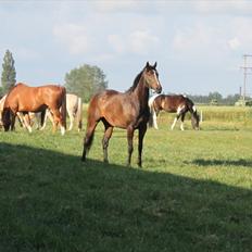 Anden særlig race Bøgedal's Fillipa