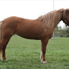 Islænder Freyja fra Akureyri