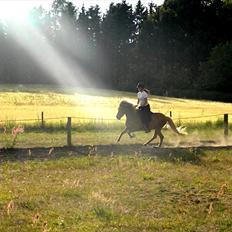 Islænder Freyja fra Akureyri