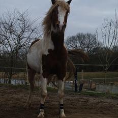 Pinto Araber Lauge's Diablo