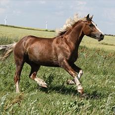 Welsh Cob (sec D) Fjordglimt Mr. George