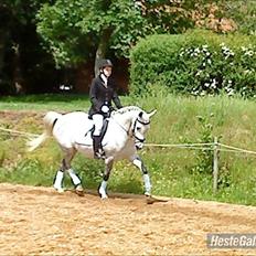 Arabisk fuldblod (OX) *solgt* extream Lady