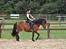 Anden særlig race Tyson<3* SOLGT <3* - <3