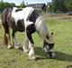 Irish Cob Troelsegårdens Mr OMalley