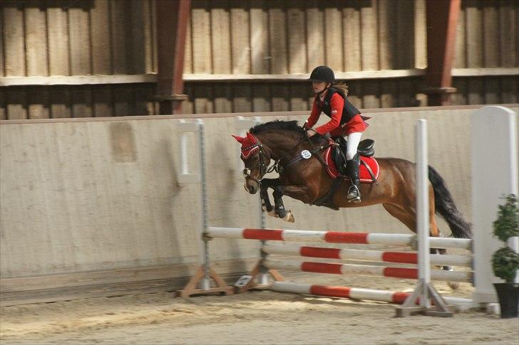 Welsh Pony af Cob-type (sec C) Åvangens Victoria - LB** på BRF 0 fejl og 3plads 4fejl i LA* billede 18