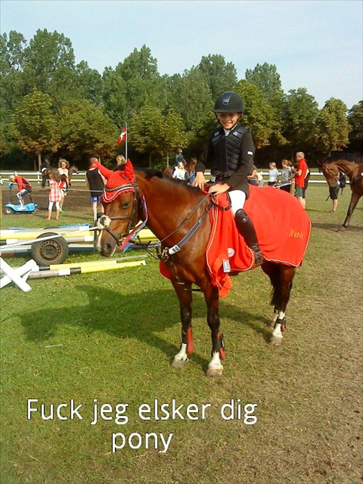 Welsh Pony af Cob-type (sec C) Åvangens Victoria - Copenhagen horse show 2010 vandt <3<3<3<3<3<3<3 billede 19