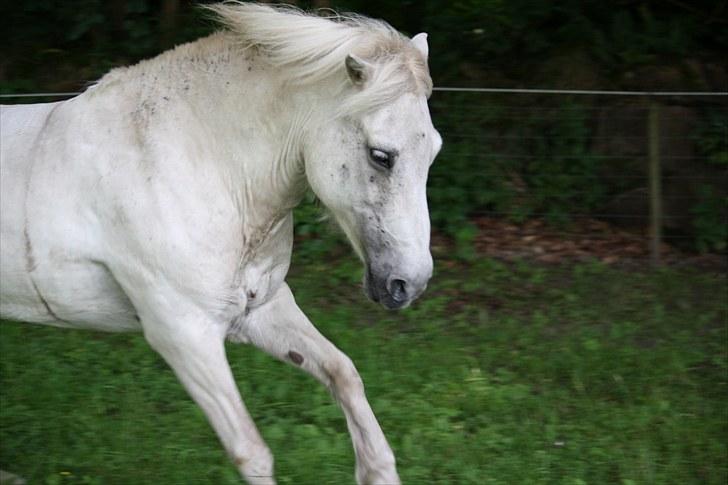 Islænder Pandra - Pandra i fuld galop den 22.7.2010 billede 12