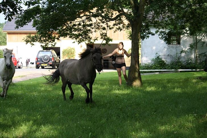 Islænder Sunna fra Vrangbækgård - Sunna i fuld fart den 22.7.2010 billede 16