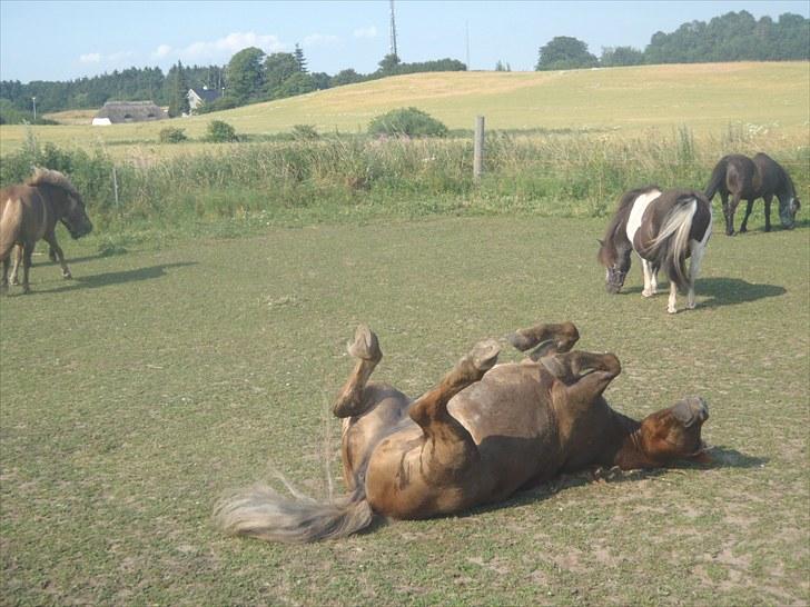 Anden særlig race Bølle Bob  <3 - .-*Rulle Rulle*-. heh he <33 billede 12