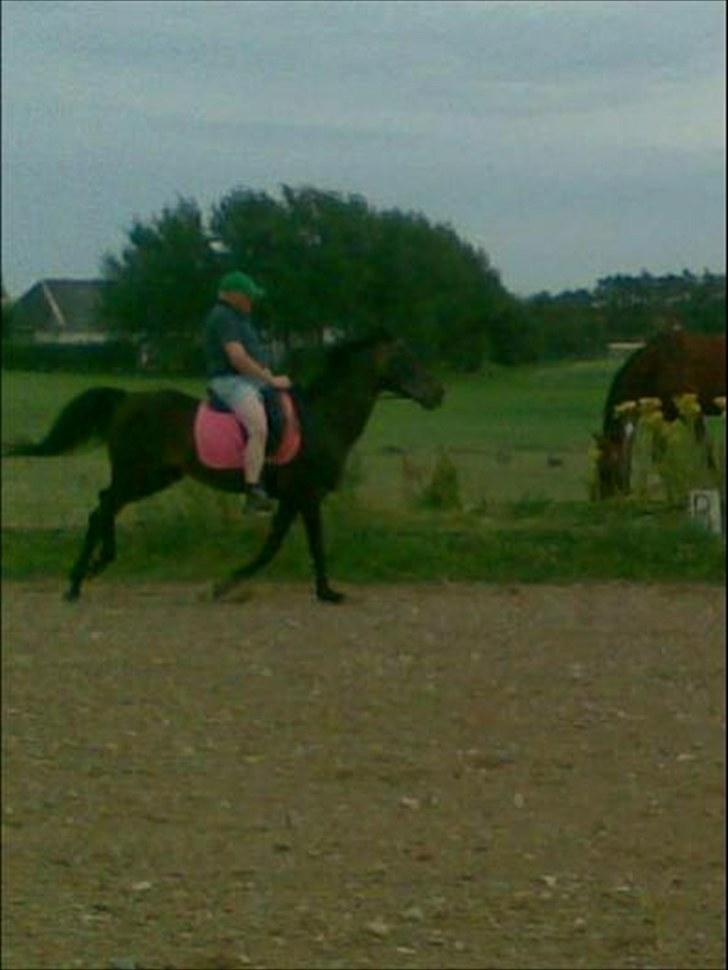 Anden særlig race Cotton:) - Far protesterede at det bare var mig der ikke kunne springe an i galop, Men kunne han :)) billede 3