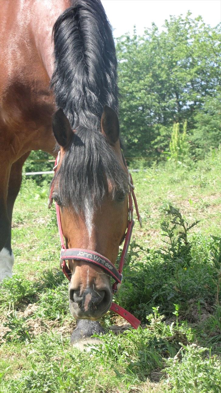 Welsh Pony af Cob-type (sec C) Horsvang'S Matador  billede 1