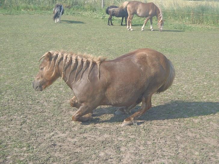 Anden særlig race Bølle Bob  <3 - heh he <3 på vej til at rulle rulle ;D billede 13