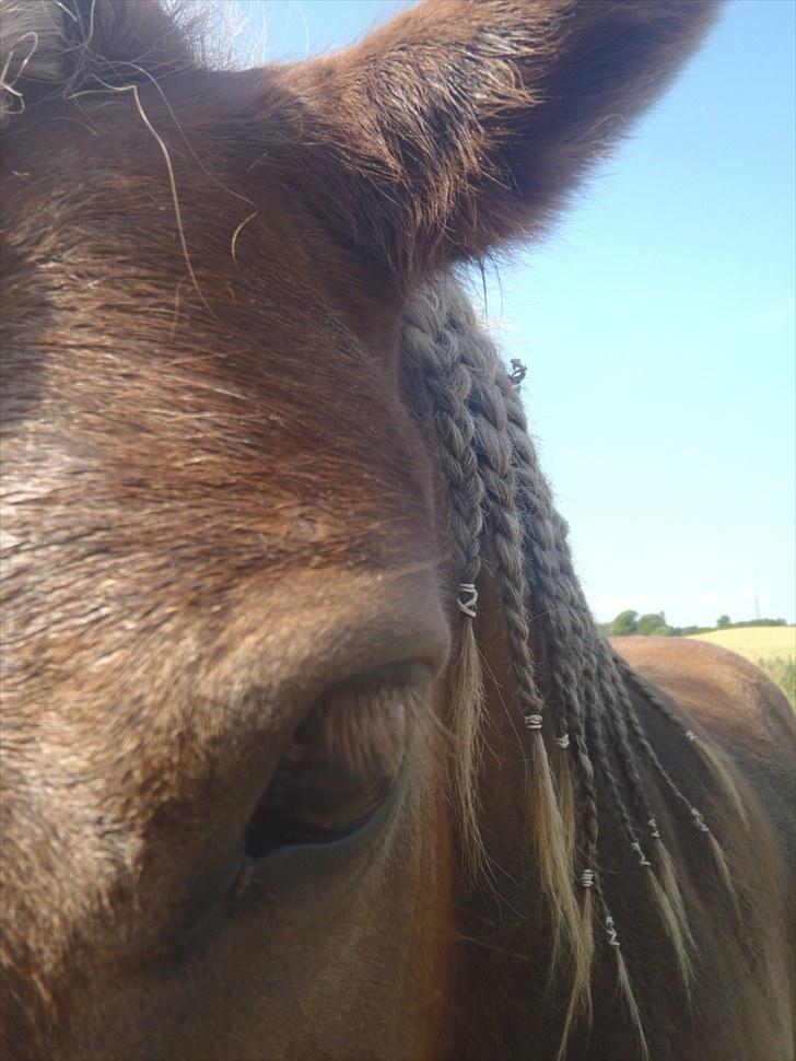 Anden særlig race Bølle Bob  <3 - bølle bob  du er mit et og alt <33 elsker dig skat ;D billede 14