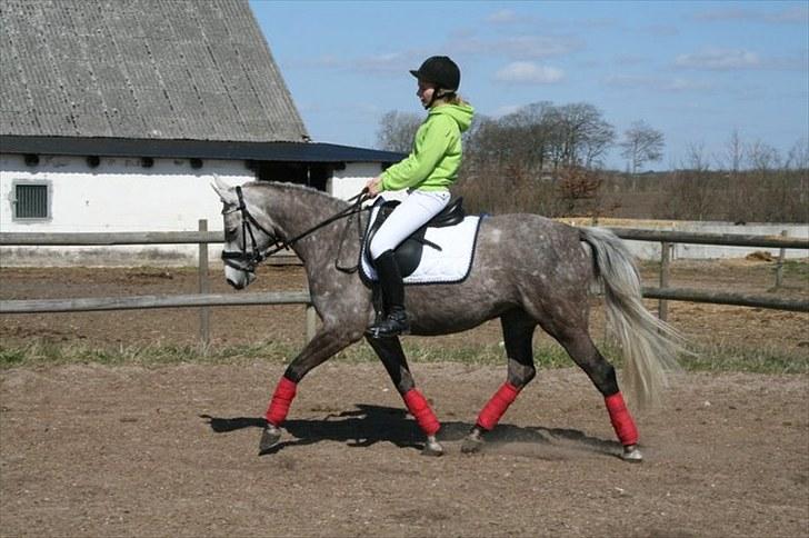 Anden særlig race Pepsi (solgt) billede 18