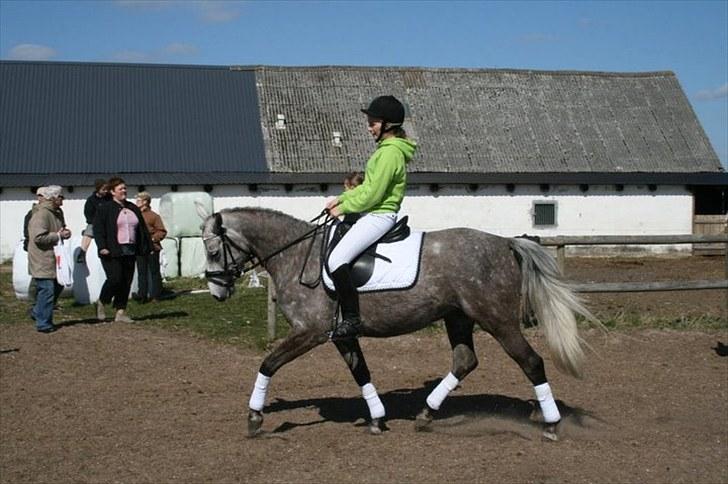 Anden særlig race Pepsi (solgt) billede 19