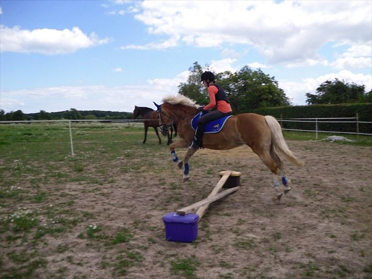 Anden særlig race amanda solgt billede 9