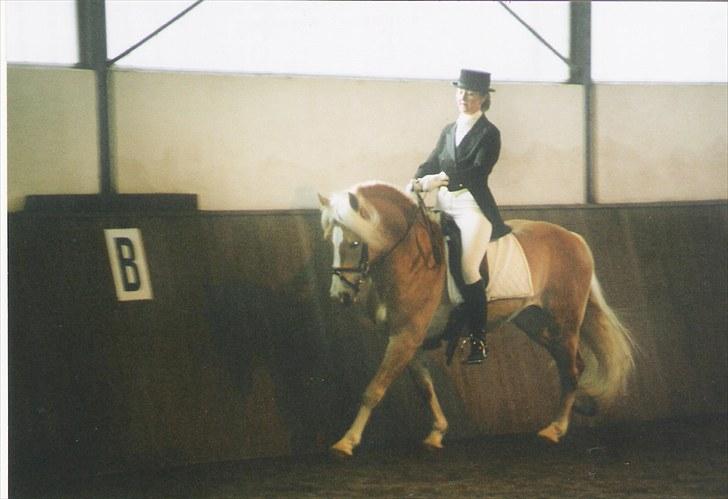 Haflinger Hingst : Alfonso  HAH 23  - Alfonso Og Hanne Bosack laver opvisning i Padenstedt billede 6