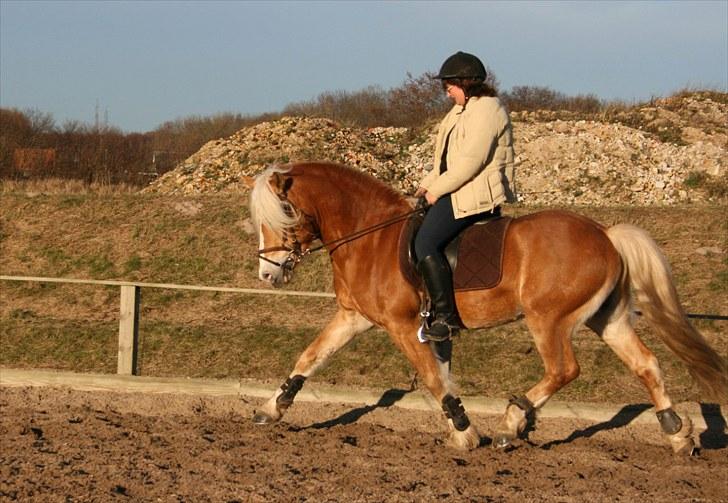 Haflinger Hingst : Alfonso  HAH 23  - Træning på Sønderborg Rideklub billede 7