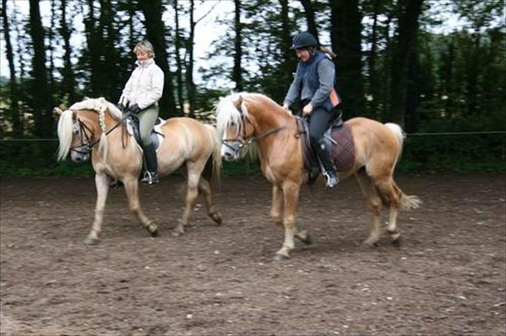 Haflinger Hingst : Alfonso  HAH 23  - På besøg hos Hanne og Anna. Anna er meget dejlig synes Alfonso billede 8